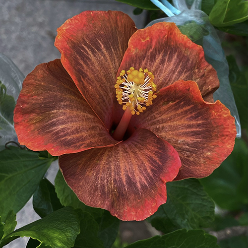 Taiwan Aureate Radiance - Cutting